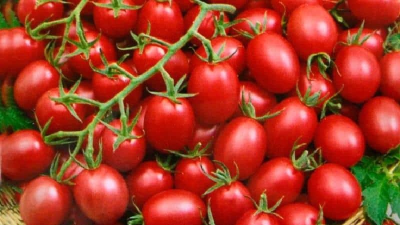 Eine helle und schmackhafte Dekoration für Gartenbeete – Tomaten-Cranberry in Zucker