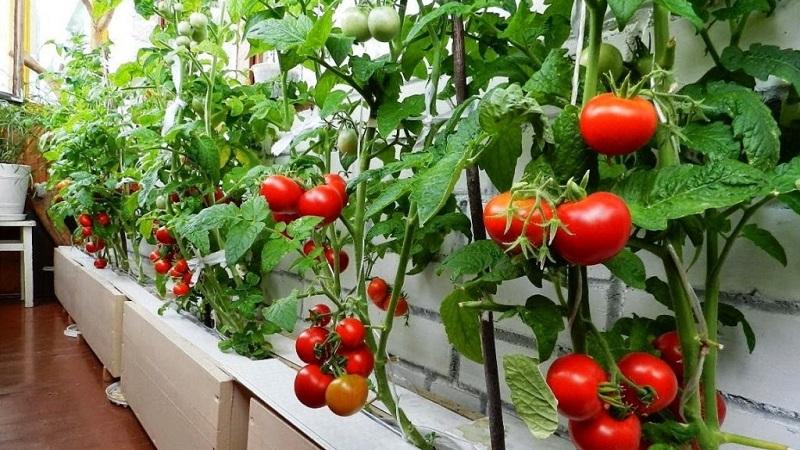 Eine helle und schmackhafte Dekoration für Gartenbeete – Tomaten-Cranberry in Zucker