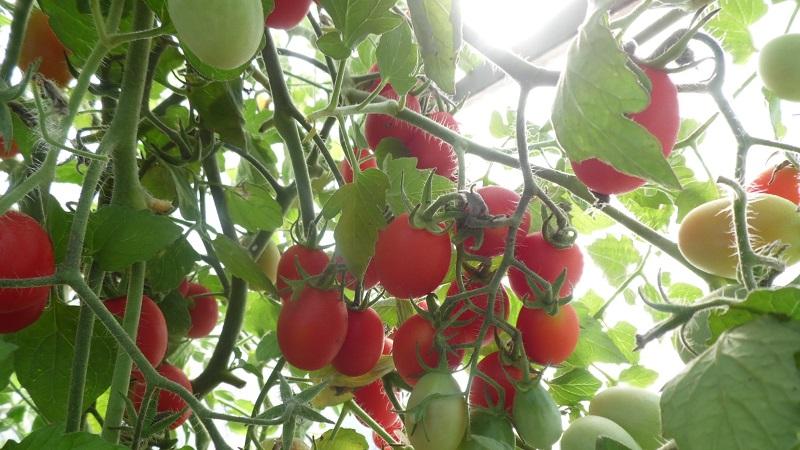 Hiasan yang cerah dan lazat untuk katil taman - tomato Cranberry dalam gula