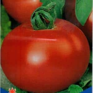 Large and easy-to-care tomato Family f1: grow it yourself, avoiding mistakes