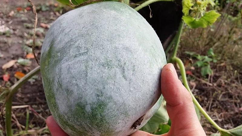 Mga nakapagpapagaling na katangian ng wax gourd at mga tampok ng paglilinang nito