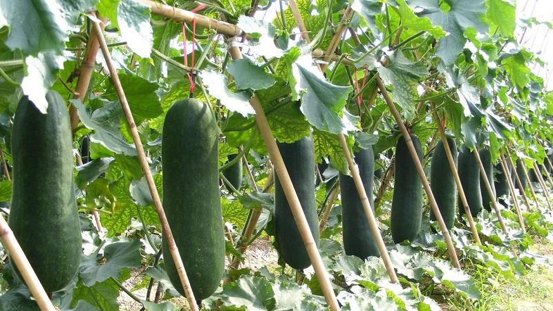 Mga nakapagpapagaling na katangian ng wax gourd at mga tampok ng paglilinang nito