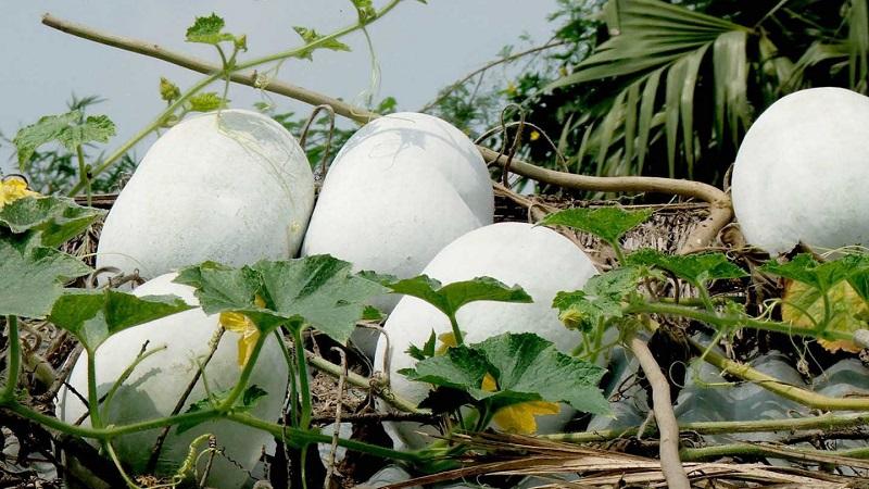 Propriedades medicinais da cabaça de cera e características de seu cultivo