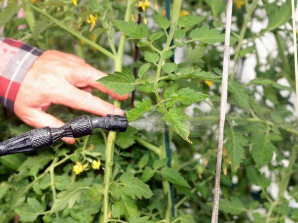 Merawat dan mencegah penyakit tomato: cara merawat tomato dengan campuran Bordeaux - arahan langkah demi langkah untuk pemula