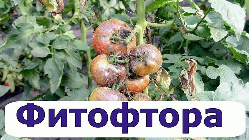 Tratăm cu ușurință și rapid o boală populară a tomatelor: acidul boric împotriva mucegaiului tardiv al roșiilor