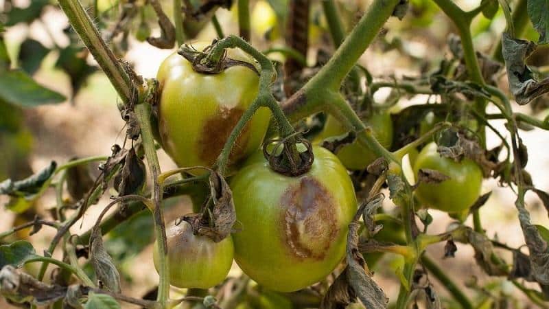 Kami merawat penyakit tomato yang popular dengan mudah dan cepat: asid borik terhadap penyakit hawar lewat pada tomato