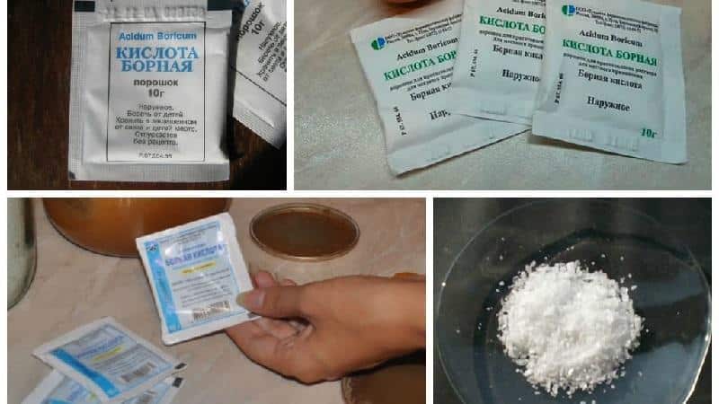 Ginagamot namin ang isang sikat na sakit sa kamatis nang madali at mabilis: boric acid laban sa late blight sa mga kamatis