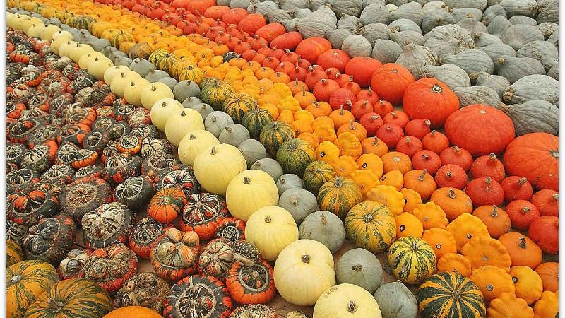 Les meilleures variétés de citrouilles de brousse et les caractéristiques de leur culture