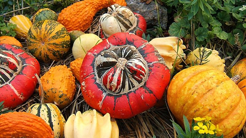 Ang pinakamahusay na mga varieties ng bush pumpkin at mga tampok ng kanilang paglilinang