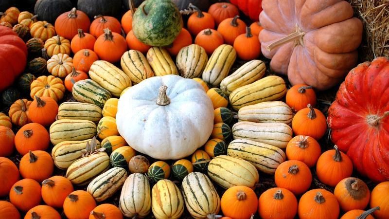 The best pumpkin varieties for seeds: features of choice and nuances of cultivation