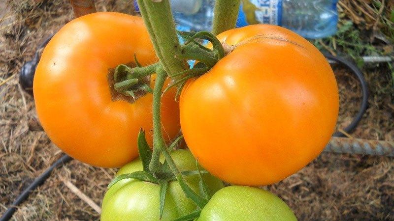 Las mejores variedades de tomates amarillos para invernadero: conocer a los representantes más brillantes y elegir el tipo correcto.