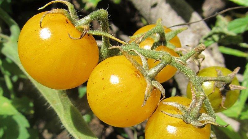 Jenis tomato kuning terbaik untuk rumah hijau: mengenali wakil paling terang dan memilih jenis yang betul