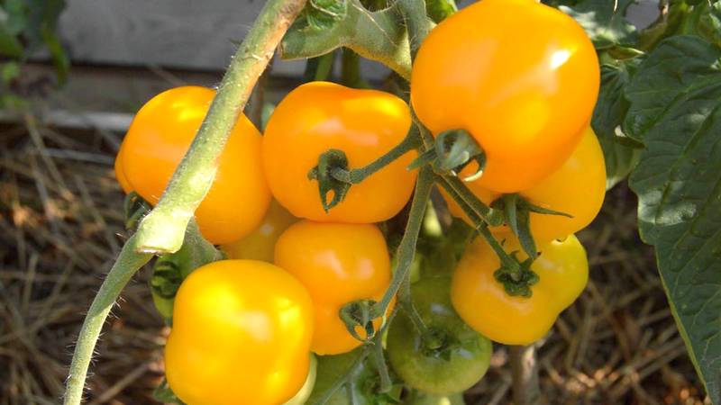 Jenis tomato kuning terbaik untuk rumah hijau: mengenali wakil paling terang dan memilih jenis yang betul