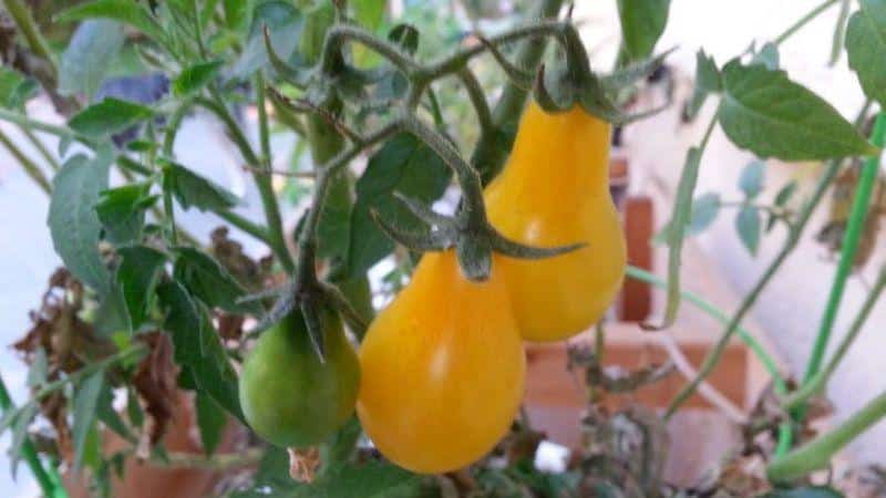 Las mejores variedades de tomates amarillos para invernadero: conocer a los representantes más brillantes y elegir el tipo correcto.