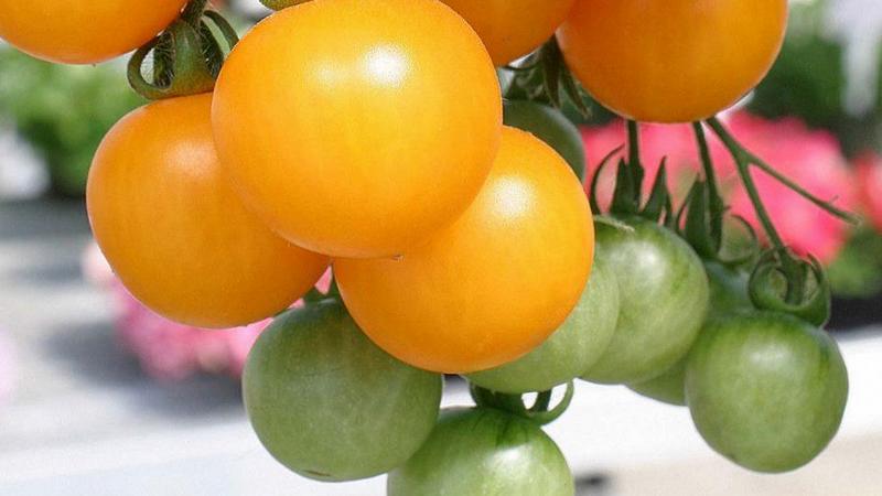 Las mejores variedades de tomates amarillos para invernadero: conocer a los representantes más brillantes y elegir el tipo correcto.