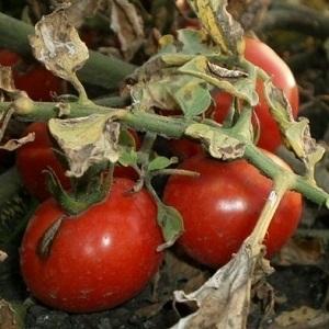 À quoi ressemble la macrosporiose des tomates et pourquoi les résidents d'été en ont si peur : mieux connaître l'ennemi et vaincre