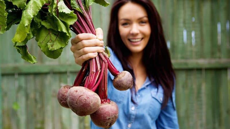 Est-il possible de manger des betteraves si on a la goutte : regardons les arguments pour et contre