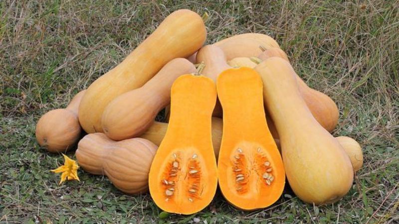 Variété de citrouille parfumée à la muscade Zhemchuzhina : pourquoi c'est bon et pourquoi cela vaut la peine de le cultiver sur votre propriété