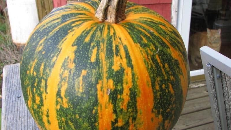 Características del cultivo de calabaza gimnosperma y a qué semillas debes prestar atención