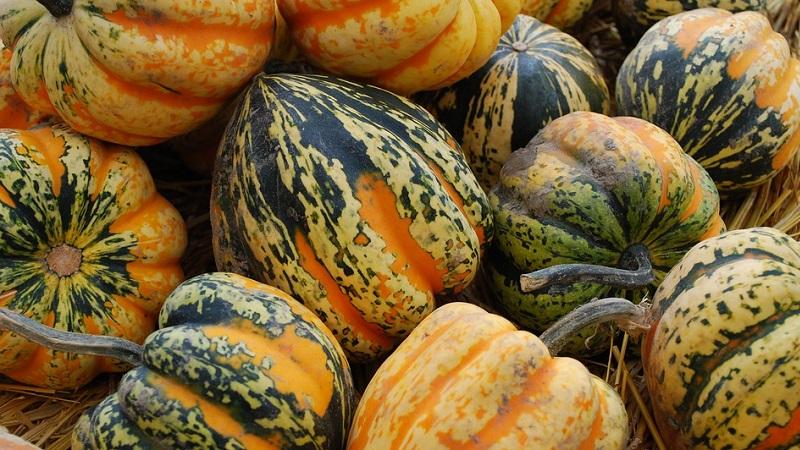 Características del cultivo de calabaza gimnosperma y a qué semillas debes prestar atención