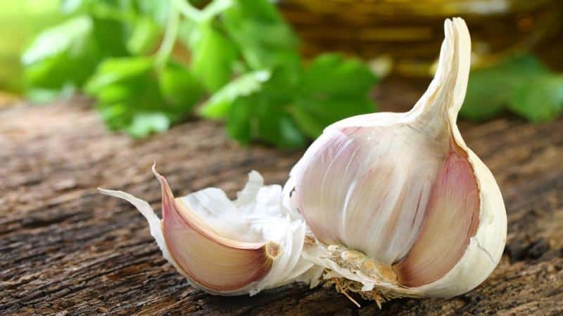 Adottiamo la saggezza di giardinieri esperti: dopo cosa piantare l'aglio prima dell'inverno e quali predecessori possono causare danni