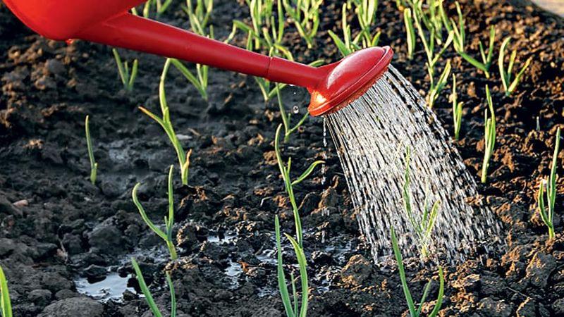 Adottiamo la saggezza di giardinieri esperti: dopo cosa piantare l'aglio prima dell'inverno e quali predecessori possono causare danni