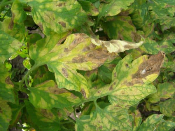 Why do light spots appear on tomato leaves: determine the cause and save your harvest