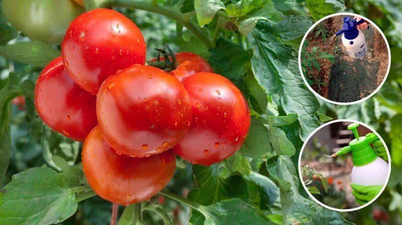 Descrizione dettagliata dei pomodori Linda F1 - caratteristiche di frutti e semi