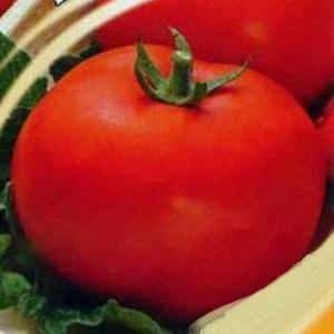 A variety that is positive in all respects from Russian breeders is the Parodist tomato.