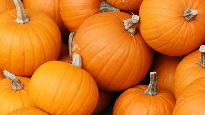 The benefits and harms of pumpkin for the liver: the medicinal properties of the vegetable and the rules for its use