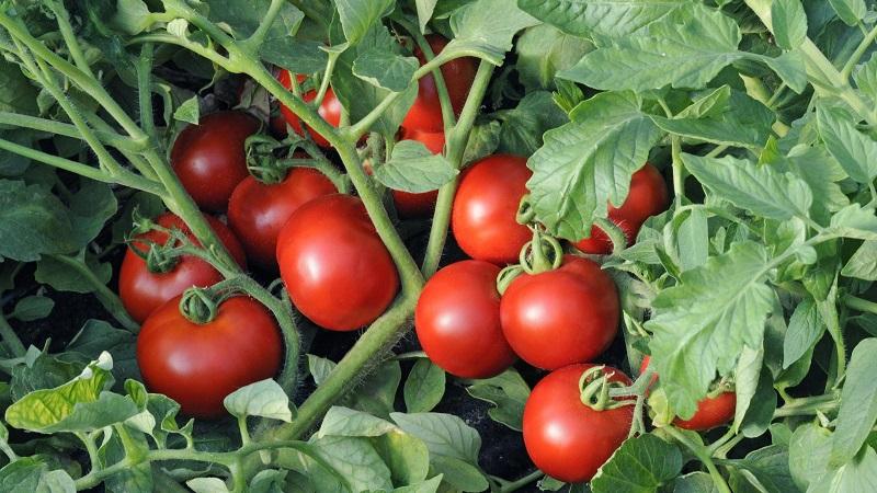 Een populaire variëteit die geliefd is bij veel tuinders: de Samara-tomaat en zijn voordelen ten opzichte van andere soorten tomaten