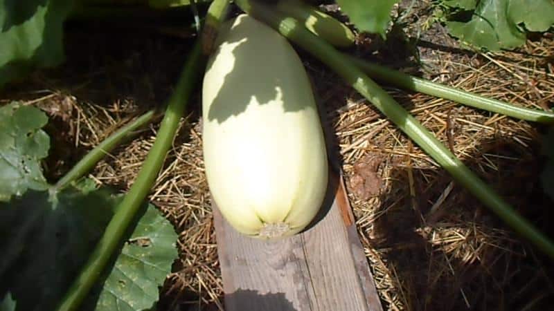 Coltivazione corretta delle zucchine e cura in piena terra: segreti della tecnologia agricola per ottenere un raccolto eccellente