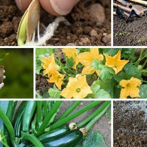 Bonne culture des courgettes et entretien en pleine terre : secrets de la technologie agricole pour obtenir une excellente récolte