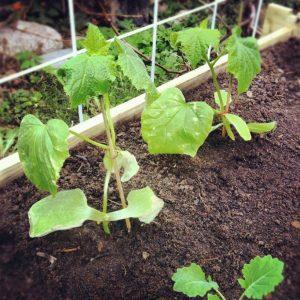 Wastong paglilinang ng zucchini at pangangalaga sa bukas na lupa: mga lihim ng teknolohiyang pang-agrikultura para sa pagkuha ng isang mahusay na ani.