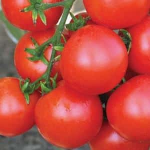 Vantagens e desvantagens do tomate Tsunami, características do fruto e sutilezas de cultivo