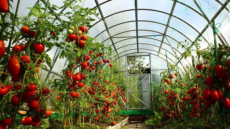 Vantaggi e svantaggi del pomodoro Tsunami, caratteristiche del frutto e sottigliezze di coltivazione