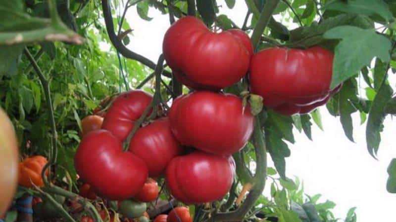 Kelebihan dan rahsia menanam tomato pertengahan musim Korneevsky, tahan terhadap penyakit dan perosak