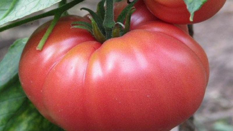 Advantages and secrets of growing mid-season tomato Korneevsky, resistant to diseases and pests