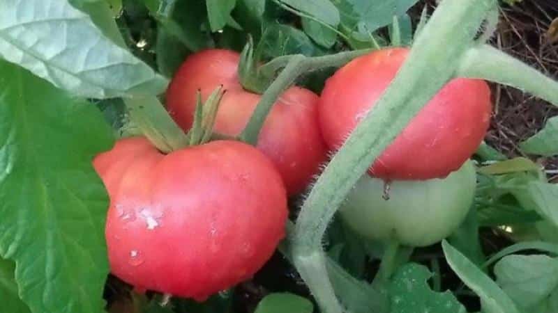 Vorteile und Geheimnisse des Anbaus der Korneevsky-Tomate in der Zwischensaison, resistent gegen Krankheiten und Schädlinge