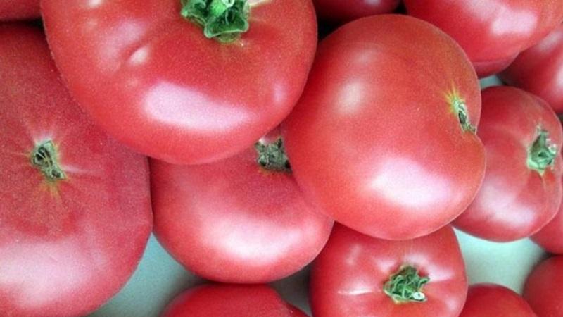 Kelebihan dan rahsia menanam tomato pertengahan musim Korneevsky, tahan terhadap penyakit dan perosak