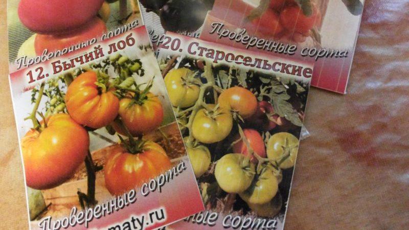 Mudah dijaga, bersahaja, tetapi sangat produktif dan lazat tomato Staroselsky: kami menanamnya sendiri