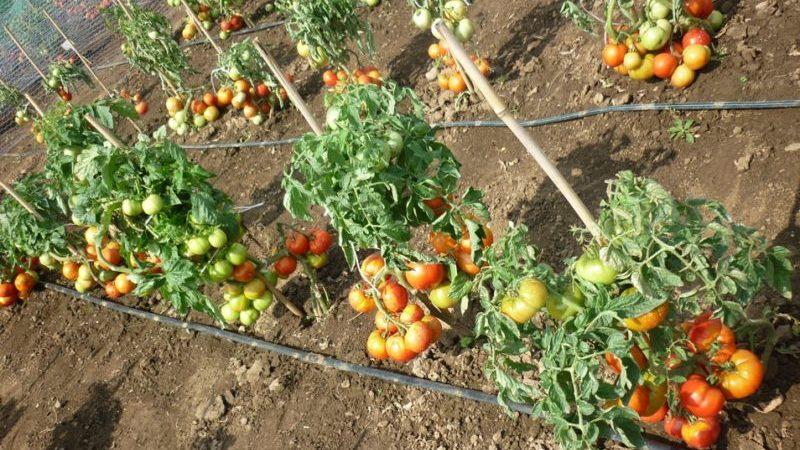 Pflegeleichte, unprätentiöse, aber sehr produktive und schmackhafte Staroselsky-Tomate: Wir bauen sie selbst an