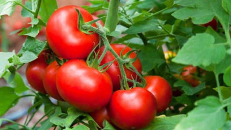 El tomate Dubrava, probado en el tiempo y amado por muchos residentes de verano: qué es bueno y por qué vale la pena cultivarlo