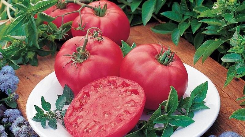 Varieti masak awal yang pasti anda suka - Tomato Pink Dream