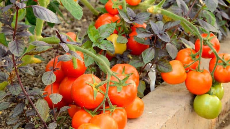 Varietà precoci di pomodori per serre: valutazione dei migliori e raccomandazioni per la selezione