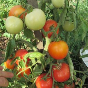 Frühe Tomatensorten für Gewächshäuser: Bewertung der Besten und Empfehlungen zur Auswahl