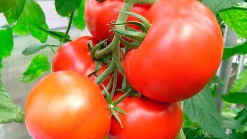 Varietà precoci di pomodori per serre: valutazione dei migliori e raccomandazioni per la selezione