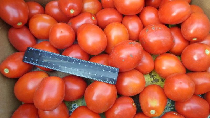 Varietà precoci di pomodori per serre: valutazione dei migliori e raccomandazioni per la selezione