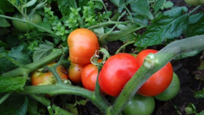 Frühe Tomatensorten für Gewächshäuser: Bewertung der Besten und Empfehlungen zur Auswahl