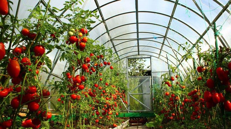 Varietà precoci di pomodori per serre: valutazione dei migliori e raccomandazioni per la selezione